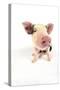 Pig Kune Kune Cross Gloucester Old Spot Piglet-null-Stretched Canvas