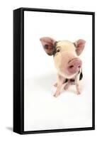 Pig Kune Kune Cross Gloucester Old Spot Piglet-null-Framed Stretched Canvas