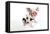 Pig Kune Kune Cross Gloucester Old Spot Piglet-null-Framed Stretched Canvas