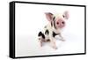 Pig Kune Kune Cross Gloucester Old Spot Piglet-null-Framed Stretched Canvas