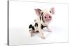 Pig Kune Kune Cross Gloucester Old Spot Piglet-null-Stretched Canvas