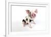 Pig Kune Kune Cross Gloucester Old Spot Piglet-null-Framed Photographic Print