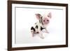 Pig Kune Kune Cross Gloucester Old Spot Piglet-null-Framed Photographic Print