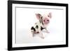 Pig Kune Kune Cross Gloucester Old Spot Piglet-null-Framed Photographic Print