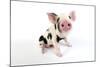 Pig Kune Kune Cross Gloucester Old Spot Piglet-null-Mounted Photographic Print