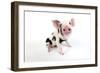 Pig Kune Kune Cross Gloucester Old Spot Piglet-null-Framed Photographic Print