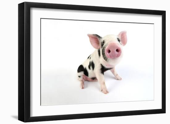 Pig Kune Kune Cross Gloucester Old Spot Piglet-null-Framed Photographic Print