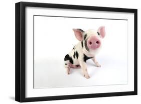 Pig Kune Kune Cross Gloucester Old Spot Piglet-null-Framed Photographic Print