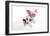 Pig Kune Kune Cross Gloucester Old Spot Piglet-null-Framed Photographic Print