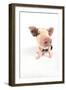 Pig Kune Kune Cross Gloucester Old Spot Piglet-null-Framed Photographic Print