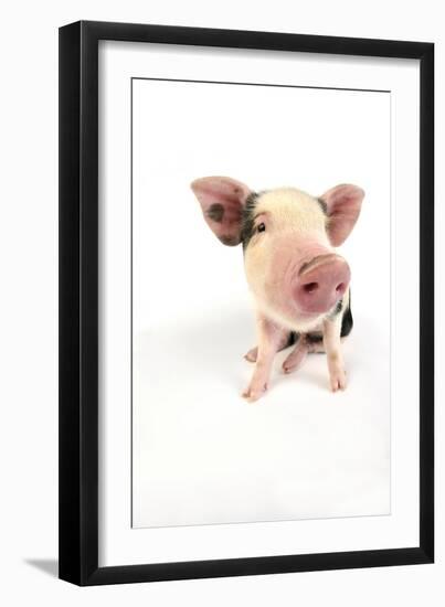 Pig Kune Kune Cross Gloucester Old Spot Piglet-null-Framed Photographic Print