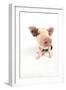 Pig Kune Kune Cross Gloucester Old Spot Piglet-null-Framed Photographic Print