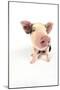 Pig Kune Kune Cross Gloucester Old Spot Piglet-null-Mounted Photographic Print