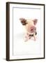 Pig Kune Kune Cross Gloucester Old Spot Piglet-null-Framed Photographic Print