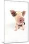 Pig Kune Kune Cross Gloucester Old Spot Piglet-null-Mounted Photographic Print