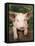 Pig Leaning over Wooden Fence-null-Framed Stretched Canvas