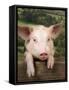 Pig Leaning over Wooden Fence-null-Framed Stretched Canvas