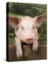 Pig Leaning over Wooden Fence-null-Stretched Canvas