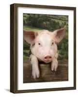 Pig Leaning over Wooden Fence-null-Framed Photographic Print