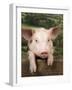 Pig Leaning over Wooden Fence-null-Framed Photographic Print