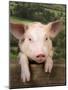 Pig Leaning over Wooden Fence-null-Mounted Photographic Print