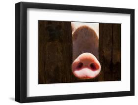 Pig Nose in Wooden Fence. Young Curious Pig Smells Photo Camera. Funny Village Scene with Pig. Agri-Davdeka-Framed Photographic Print