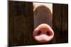 Pig Nose in Wooden Fence. Young Curious Pig Smells Photo Camera. Funny Village Scene with Pig. Agri-Davdeka-Mounted Photographic Print