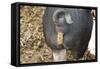 Pig Pooping Photo Art Poster Print-null-Framed Stretched Canvas