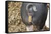 Pig Pooping Photo Art Poster Print-null-Framed Stretched Canvas