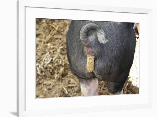 Pig Pooping Photo Art Poster Print-null-Framed Poster