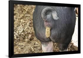 Pig Pooping Photo Art Poster Print-null-Framed Poster