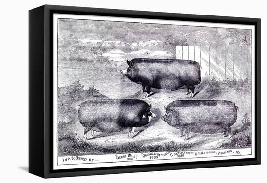 Pig Portrait-The Saturday Evening Post-Framed Stretched Canvas