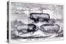 Pig Portrait-The Saturday Evening Post-Stretched Canvas