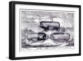 Pig Portrait-The Saturday Evening Post-Framed Giclee Print