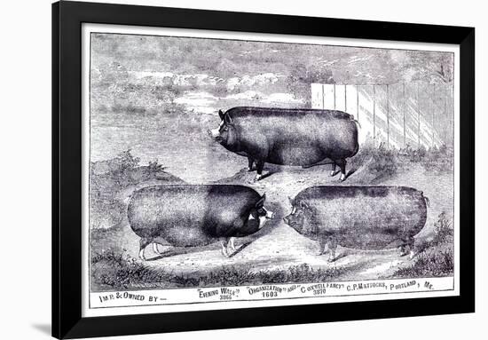 Pig Portrait-The Saturday Evening Post-Framed Giclee Print