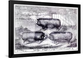 Pig Portrait-The Saturday Evening Post-Framed Giclee Print