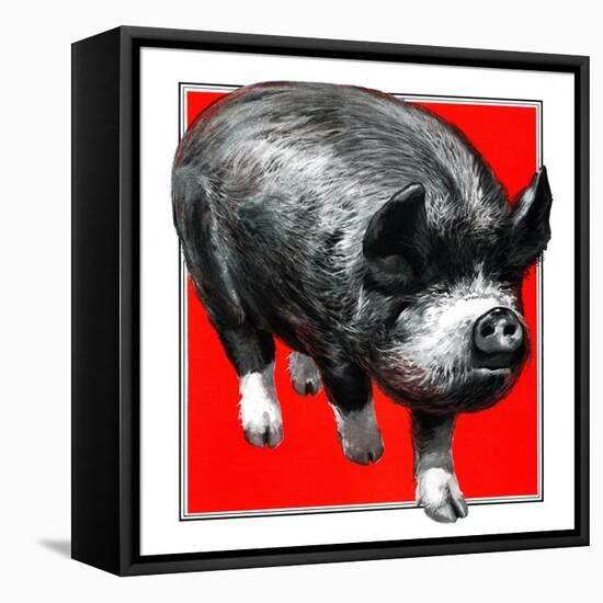 Pig Portrait-C.R. Patterson-Framed Stretched Canvas