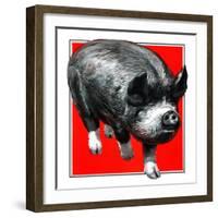 Pig Portrait-C.R. Patterson-Framed Giclee Print