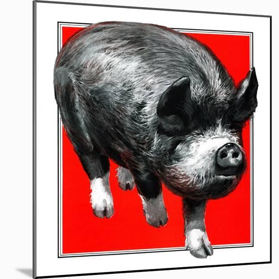 Pig Portrait-C.R. Patterson-Mounted Giclee Print