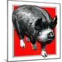 Pig Portrait-C.R. Patterson-Mounted Giclee Print