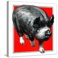 Pig Portrait-C.R. Patterson-Stretched Canvas