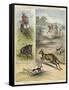 Pig Sticking and Hunting the Kangaroo-null-Framed Stretched Canvas