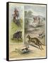 Pig Sticking and Hunting the Kangaroo-null-Framed Stretched Canvas