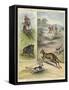 Pig Sticking and Hunting the Kangaroo-null-Framed Stretched Canvas