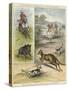 Pig Sticking and Hunting the Kangaroo-null-Stretched Canvas