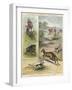 Pig Sticking and Hunting the Kangaroo-null-Framed Giclee Print