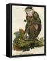 Pig Tailed Baboon-null-Framed Stretched Canvas