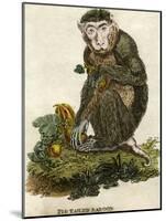 Pig Tailed Baboon-null-Mounted Giclee Print