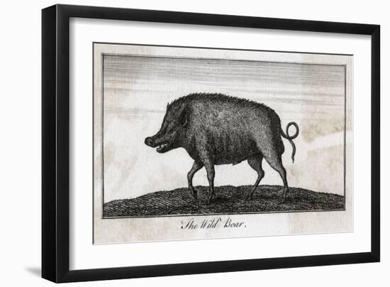 Pig, Wild Boar C1800-null-Framed Art Print