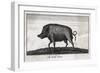 Pig, Wild Boar C1800-null-Framed Art Print